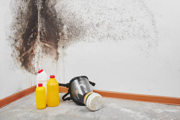 Best Mold Inspection  in Post, TX