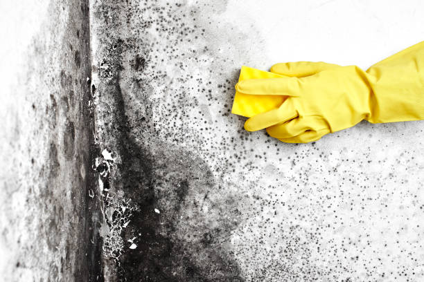 Trusted Post, TX Mold Removal Experts