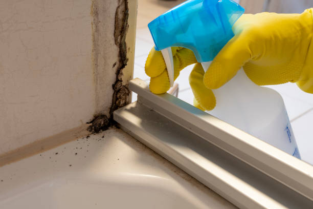 Best Certified Mold Removal  in Post, TX