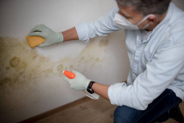Best Mold Testing  in Post, TX