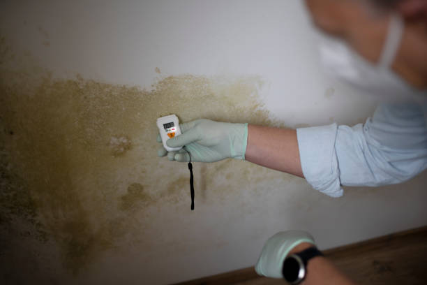 Best Mold Cleaning Services  in Post, TX