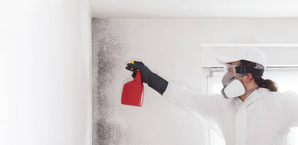 Best Black Mold Removal  in Post, TX