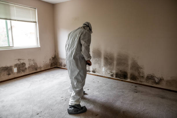 Best Mold Removal and Inspection  in Post, TX