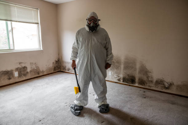 Best Mold Remediation Services  in Post, TX