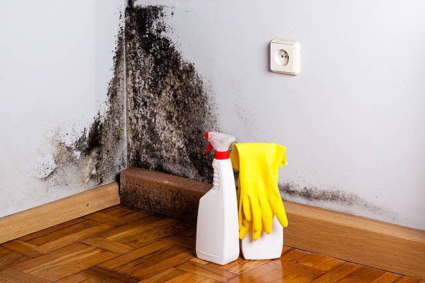 Best Mold Testing  in Post, TX