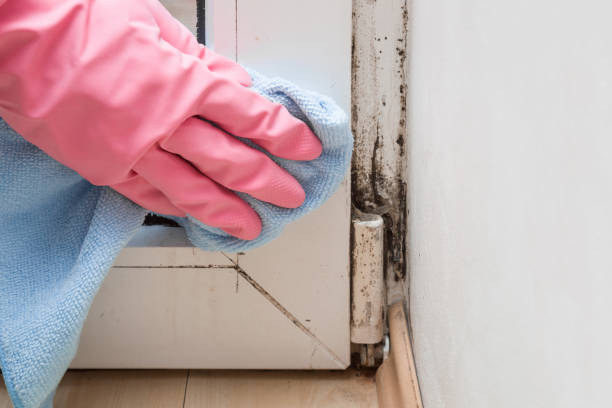 Best Toxic Mold Removal  in Post, TX