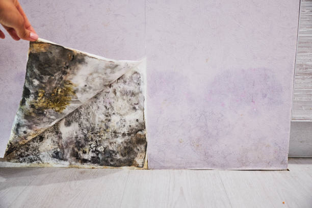 Best Local Mold Removal Service  in Post, TX